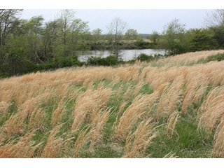 Property photo 18 - 438 +/- Acres Offered in 10 Tracts - Metcalf Farms - 6PM CST